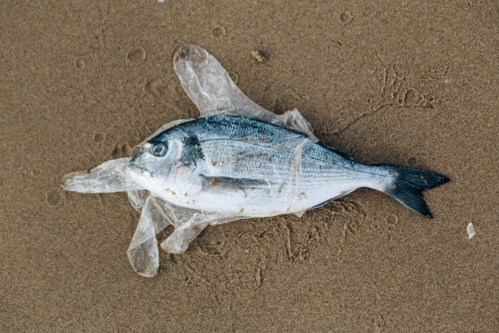 gray fish in a plastic glove on gray sand