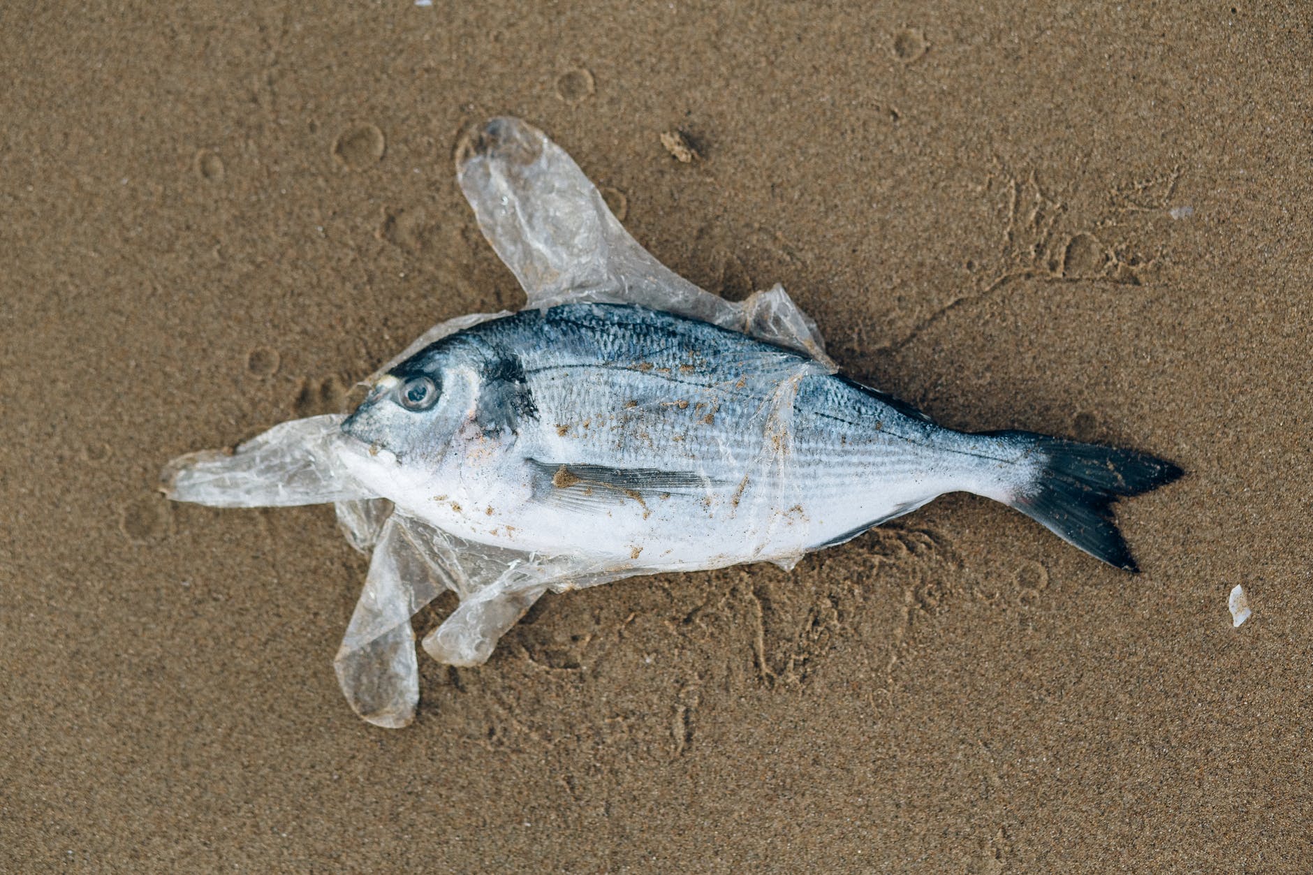 gray fish in a plastic glove on gray sand